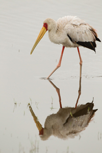 stork